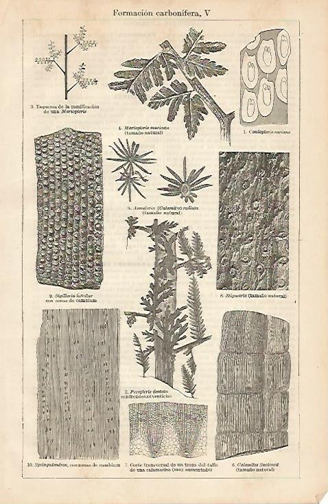 LAMINA ESPASA 4296: Formacion carbonifera (IV)