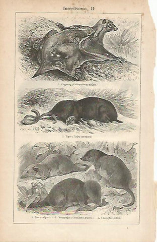 LAMINA ESPASA 4626: Animales insectivoros