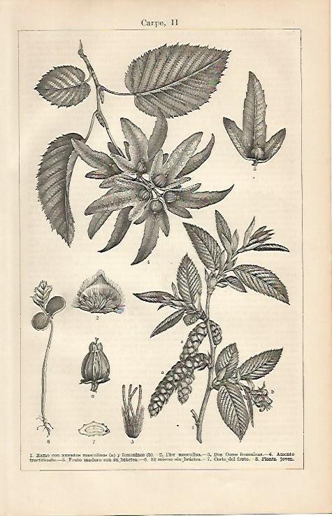 LAMINA ESPASA 4359: Carpe