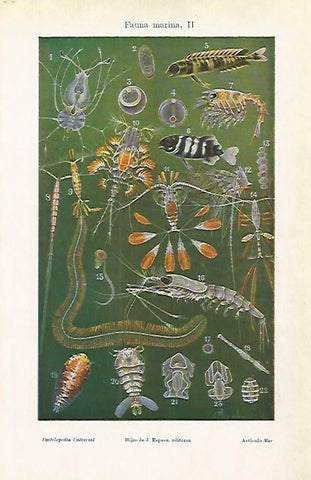 LAMINA ESPASA 4035: Fauna marina(II)