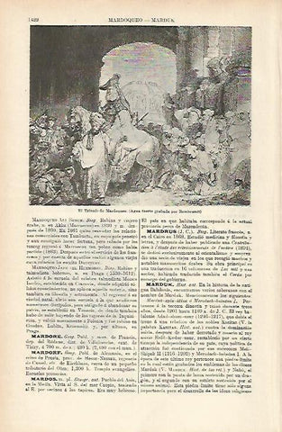 LAMINA ESPASA 4055: El triunfo de Mardoqueo