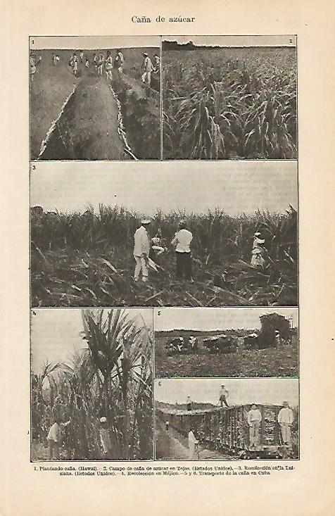 LAMINA ESPASA 4235: Plantaciones de caña de azucar
