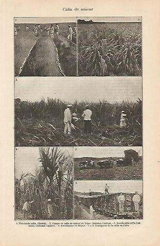 LAMINA ESPASA 4235: Plantaciones de caña de azucar