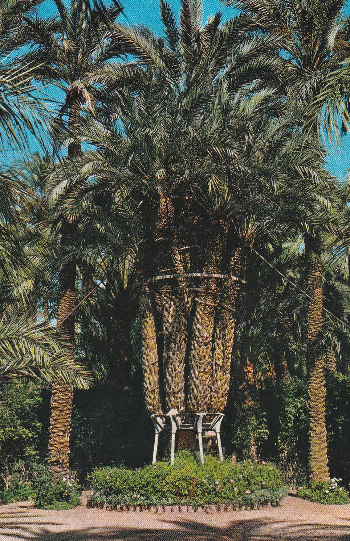 POSTAL B8386: ELCHE: HUERTO DEL CURA
