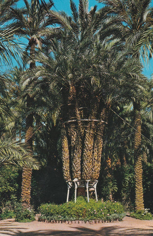 POSTAL B8386: ELCHE: HUERTO DEL CURA