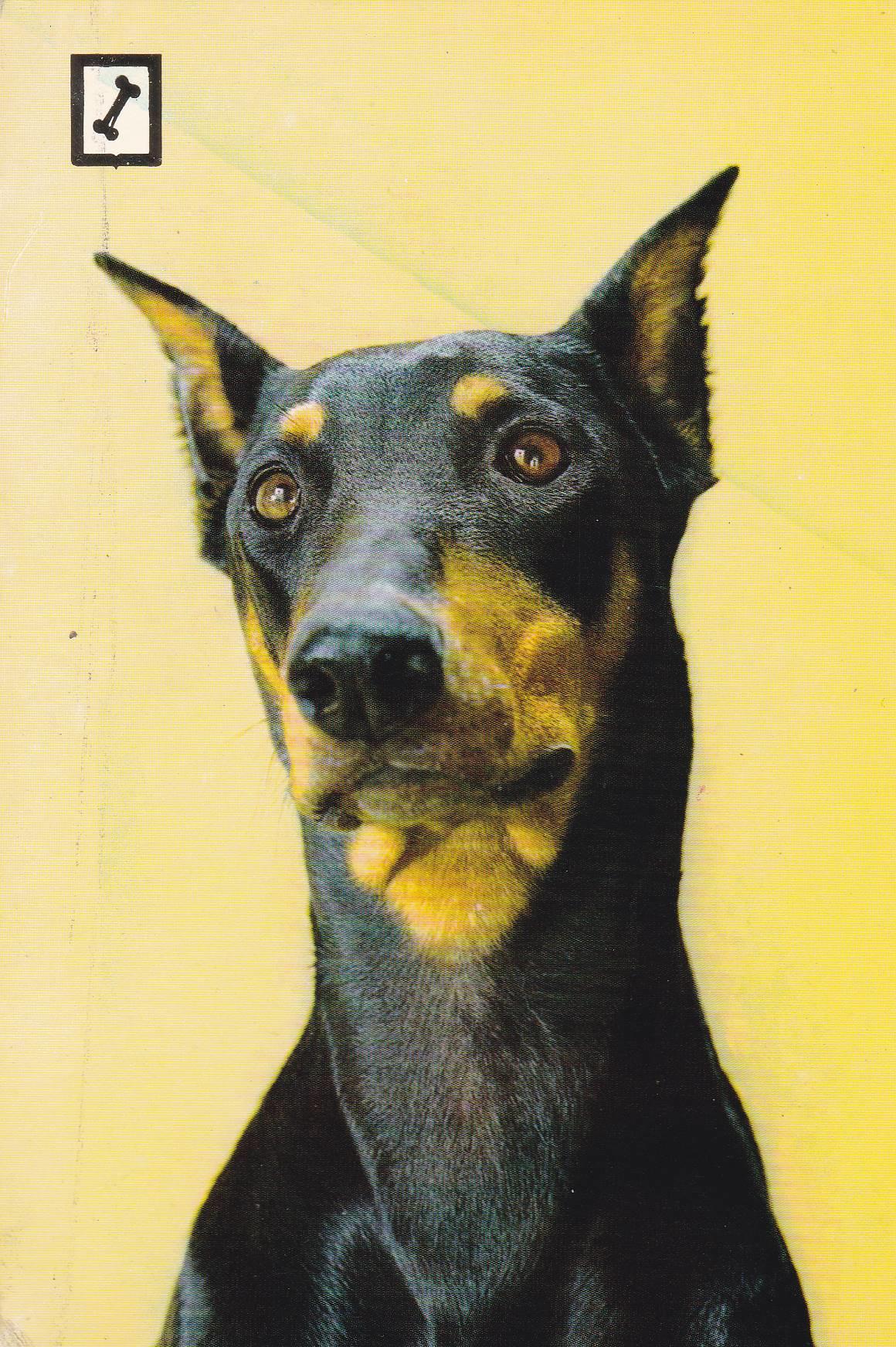 POSTAL B8422: ANIMALES DOMESTICOS