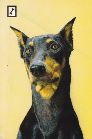 POSTAL B8422: ANIMALES DOMESTICOS