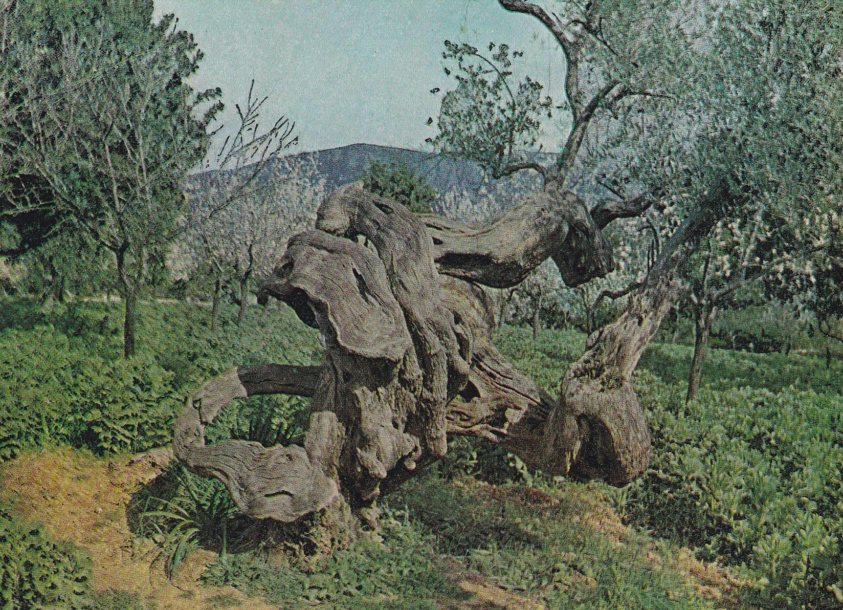 POSTAL B8478: MALLORCA: OLIVOS MILENARIOS