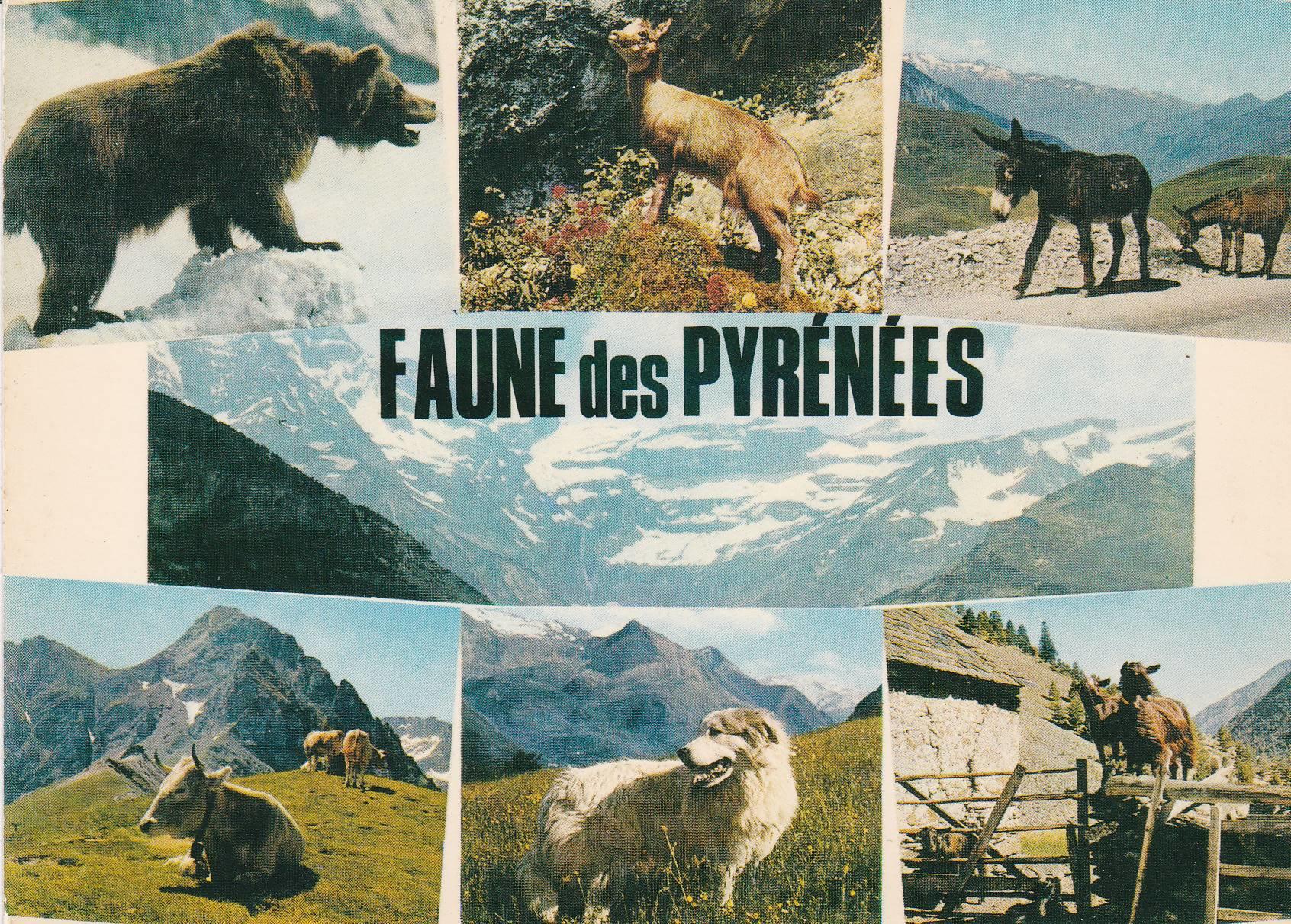 POSTAL B8527: FAUNE DES PYRENEES