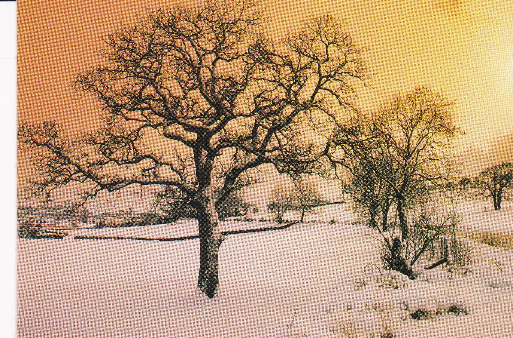 POSTAL B8532: POSTAL NAVIDEÑA: ARBOL NEVADO EN PUESTA DE SOL