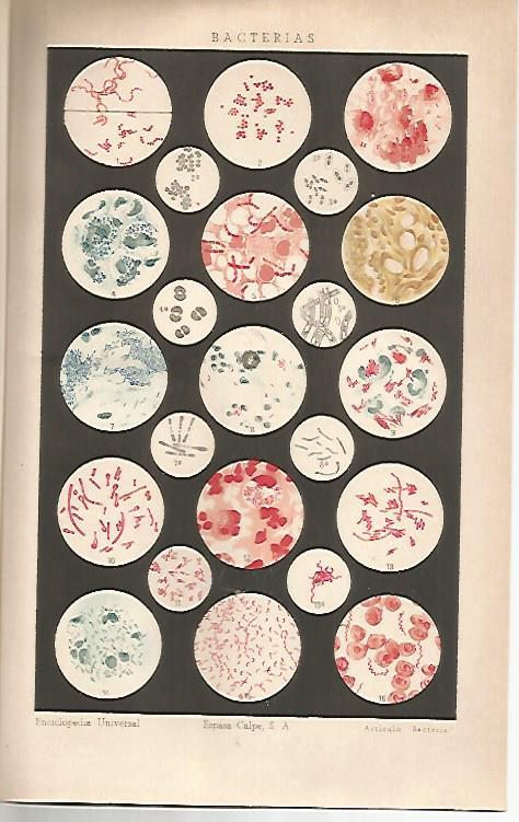 LAMINA ESPASA 30708: Bacterias
