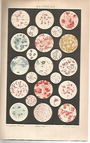 LAMINA ESPASA 30708: Bacterias