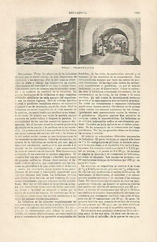 LAMINA ESPASA 30950: Vista y porticos de Bellaggio Italia