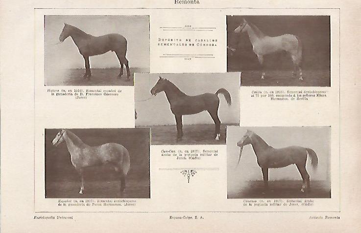 LAMINA ESPASA 31040: Caballos semnetales de Cordoba
