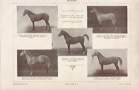 LAMINA ESPASA 31040: Caballos semnetales de Cordoba