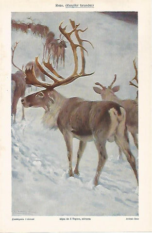 LAMINA ESPASA 31049:  Reno o Rangifer tarandus