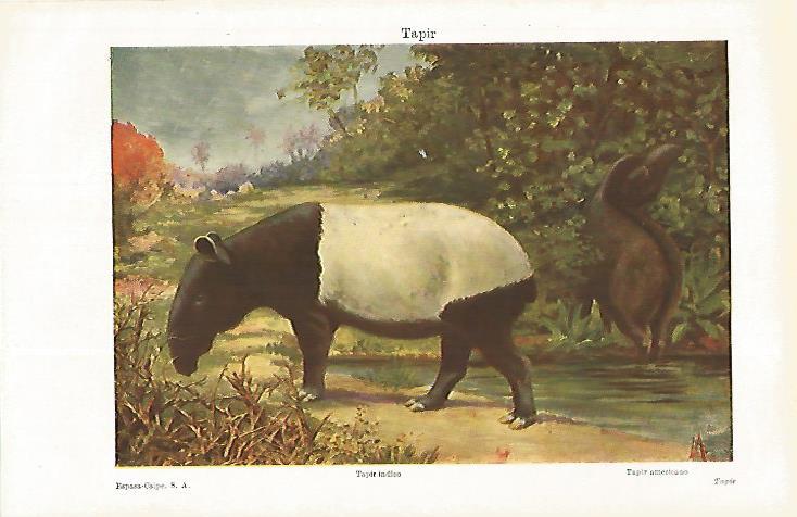 LAMINA ESPASA 31198: Tapir o Tapir indico