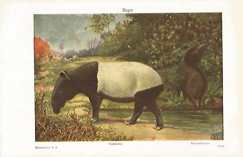 LAMINA ESPASA 31198: Tapir o Tapir indico