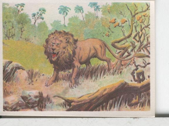 Cromos: Aventuras de Jorge, el Pequeño Tarzan, autor Gigarpe numero 038