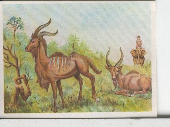 Cromos: Aventuras de Jorge, el Pequeño Tarzan, autor Gigarpe numero 060