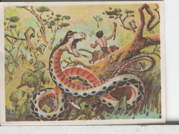 Cromos: Aventuras de Jorge, el Pequeño Tarzan, autor Gigarpe numero 019