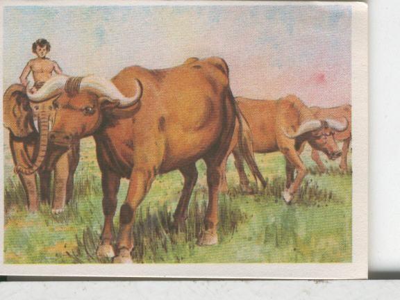Cromos: Aventuras de Jorge, el Pequeño Tarzan, autor Gigarpe numero 062