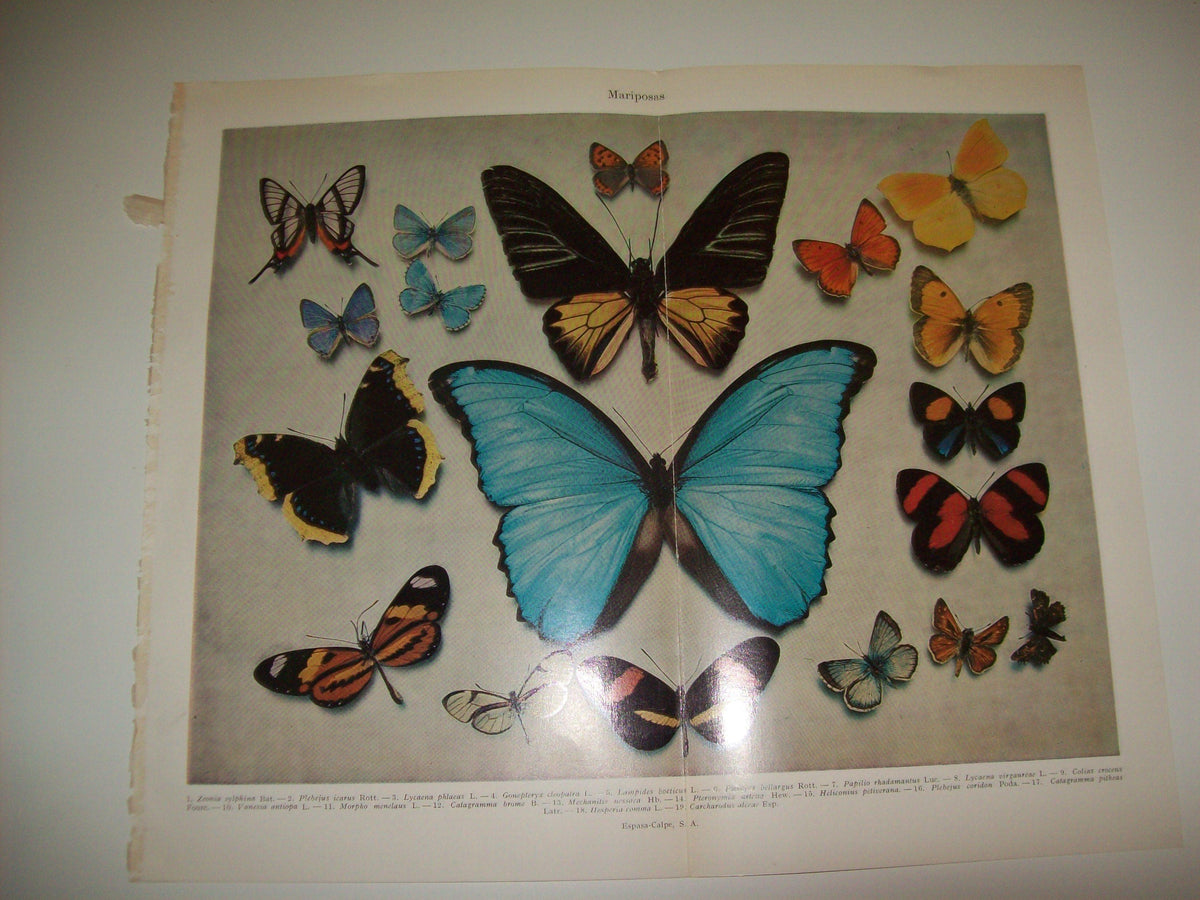 LAMINA ESPASA 7294: Especies de Mariposas