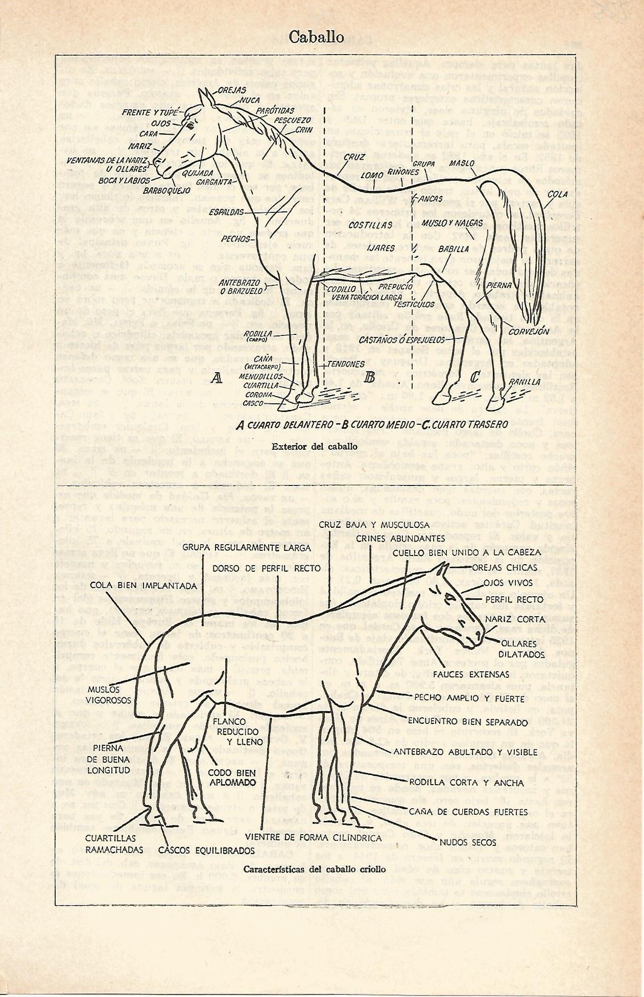 Lamina 111: Caballo