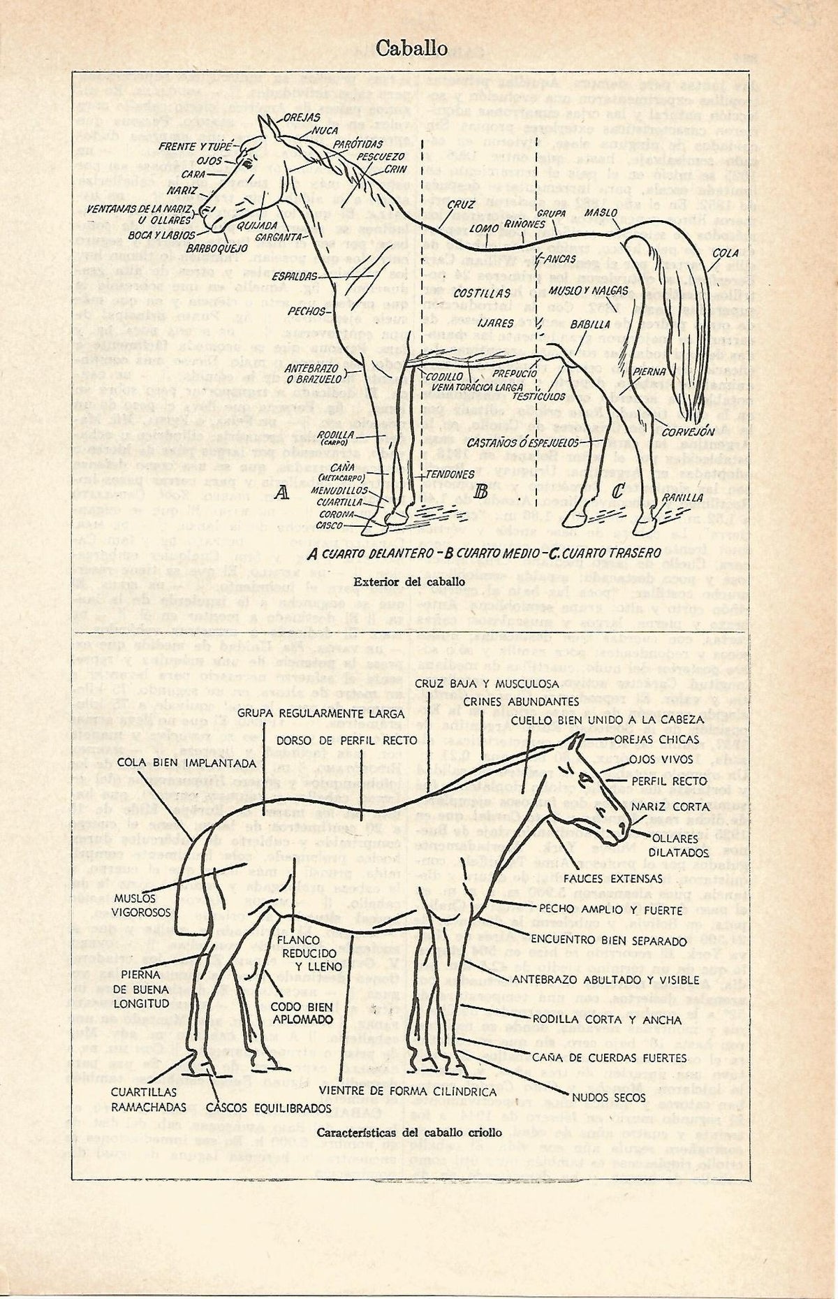 Lamina 111: Caballo