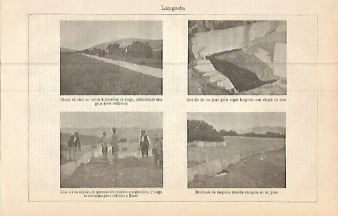 LAMINA ESPASA 9297: Plaga de langosta en el campo