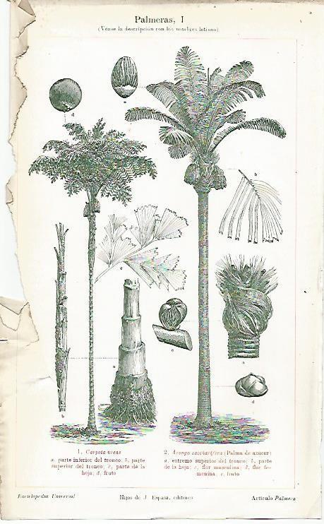 LAMINA ESPASA 1488: Palmeras IV