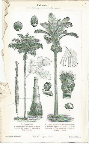 LAMINA ESPASA 1488: Palmeras IV