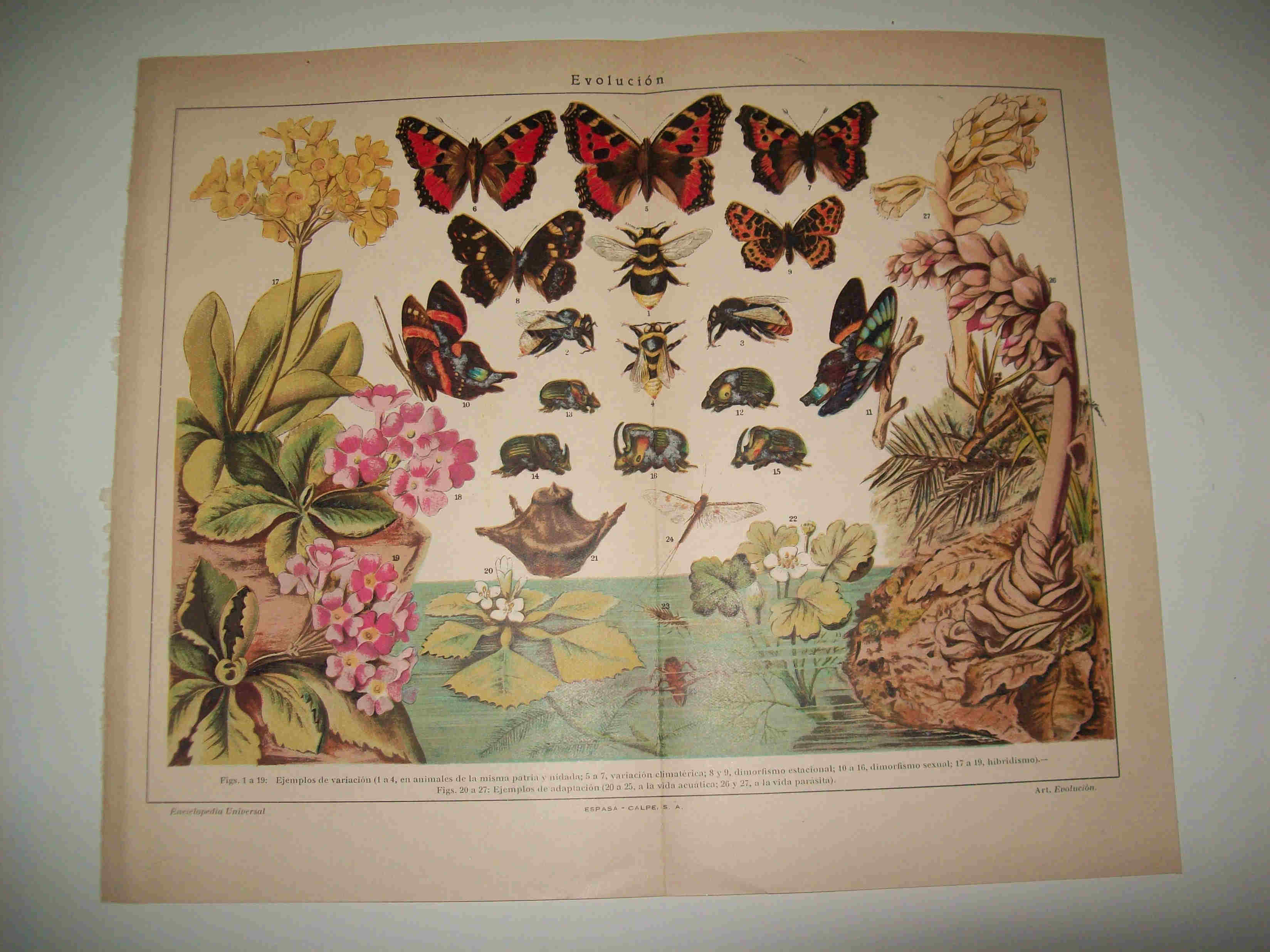 LAMINA ESPASA 16456: Evolucion