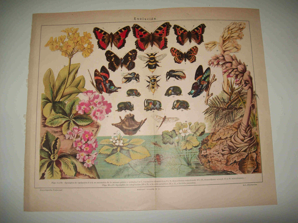 LAMINA ESPASA 16456: Evolucion