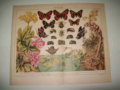 LAMINA ESPASA 16456: Evolucion