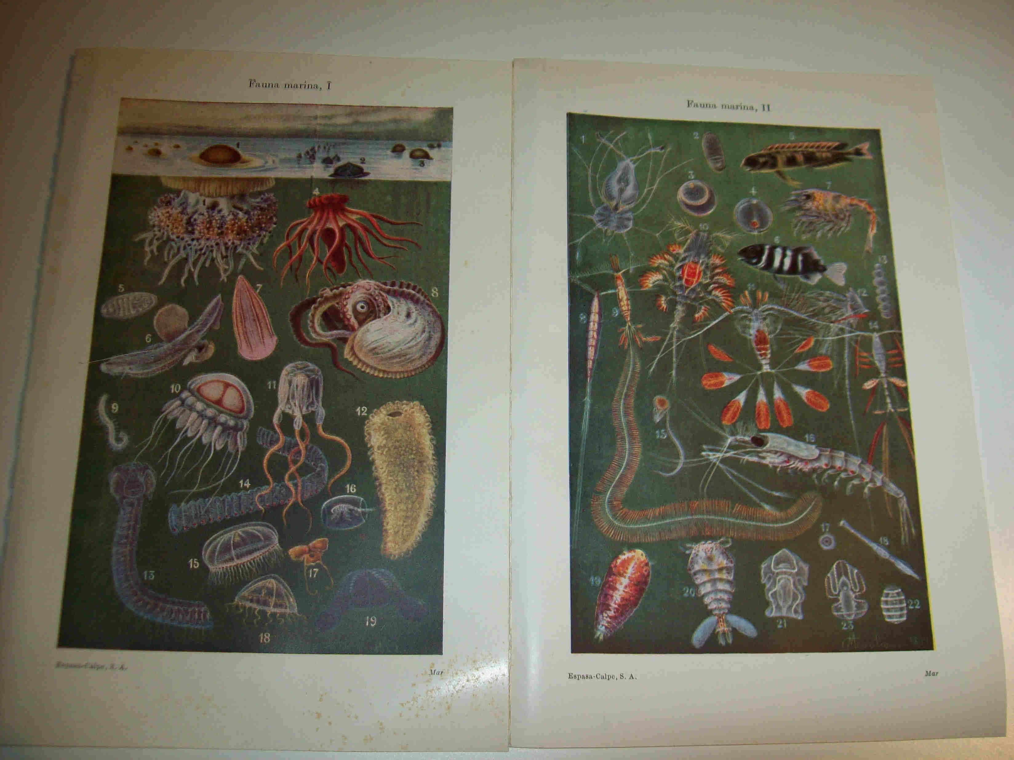 LAMINA ESPASA 18721: Fauna marina