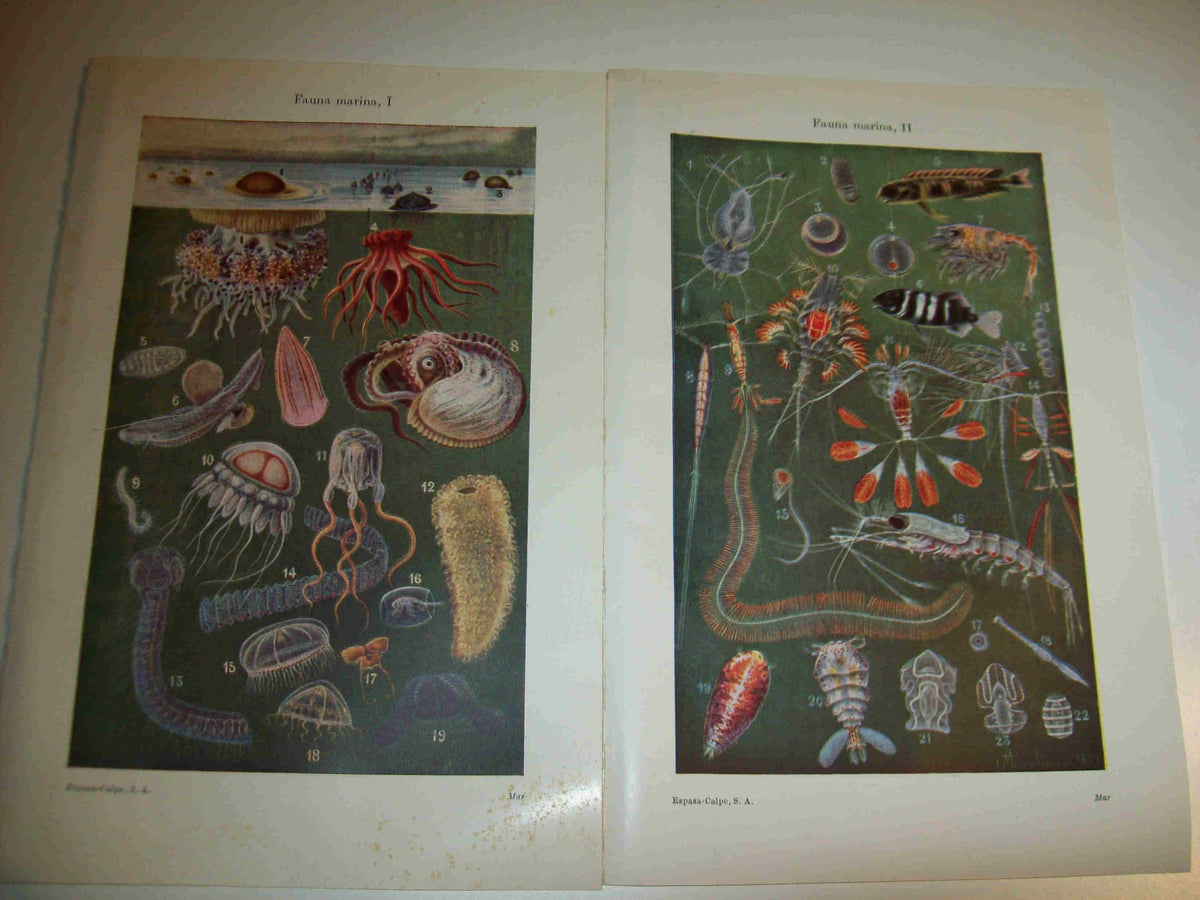 LAMINA ESPASA 18721: Fauna marina