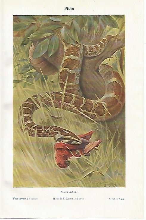 LAMINA ESPASA 3256: Python molurus