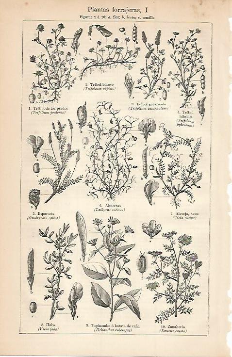 LAMINA ESPASA 3429: Plantas forrajeras