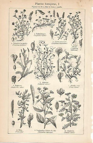 LAMINA ESPASA 3429: Plantas forrajeras