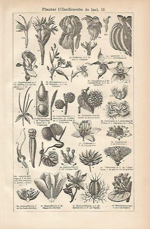 LAMINA ESPASA 3271: Clasificacion de las plantas II