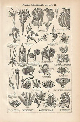 LAMINA ESPASA 3271: Clasificacion de las plantas II