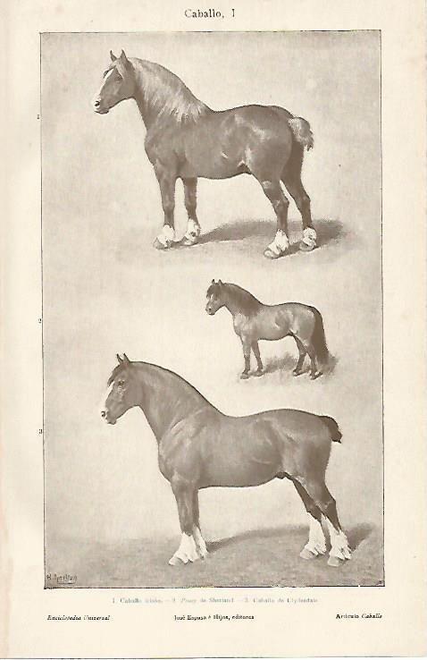 LAMINA De ESPASA 00117: Caballo I