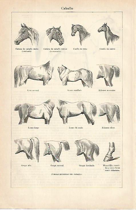 LAMINA De ESPASA 00119: Caballo. Formas externas