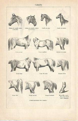 LAMINA De ESPASA 00119: Caballo. Formas externas