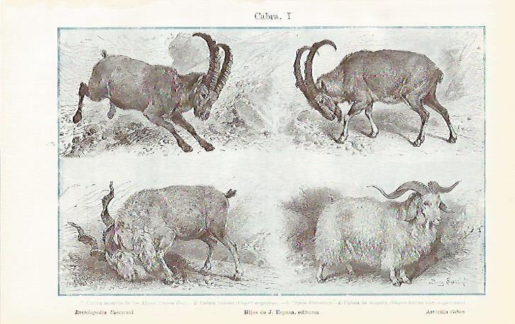 LAMINA De ESPASA 00126: Cabra