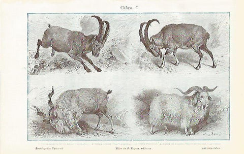 LAMINA De ESPASA 00126: Cabra