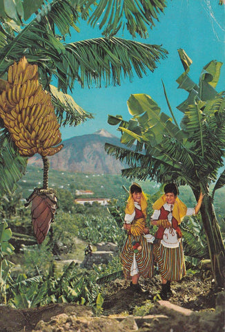 POSTAL B9390: TENERIFE: PLATAOS Y FLORES