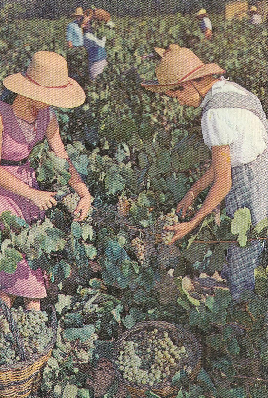 POSTAL B9405: CAVAS CODORNIU: VENDIMIA