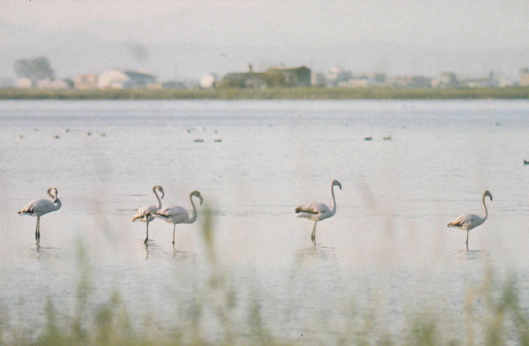 POSTAL B9433: PARQUE DELTA DEL EBRO